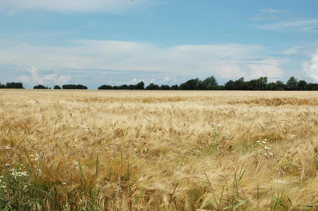Ferienanlage Wildt Petersdorf auf Fehmarn Buitenkant foto